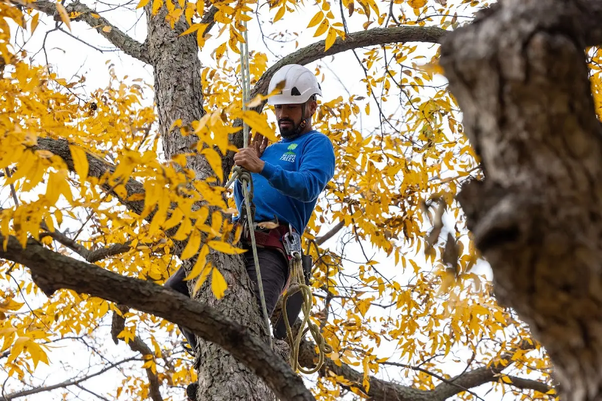 Skilled Tree Trimming crew working in Raven